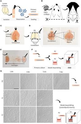 Simple and efficient protocol to isolate and culture brain microvascular endothelial cells from newborn mice